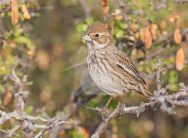 Female (type) Lark bunting, Calamospiza melanocorys, in Mexico. stock-image by Agami/Pete Morris,