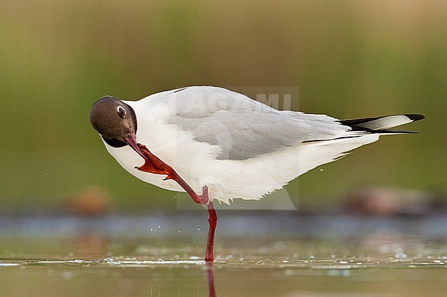 Kokmeeuw poetsend in water; Common Black-headed Gull preening in water stock-image by Agami/Marc Guyt,