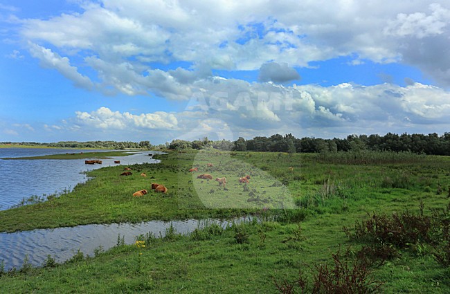 De oeverlanden van het Hollandsch Diep stock-image by Agami/Jacques van der Neut,