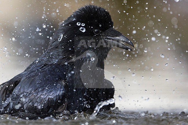 Carrion Crow (Corvus corone corone) taking a bath stock-image by Agami/Ralph Martin,