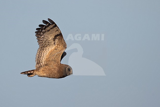 An adult Marsh Owl (Asio capensis ssp. tingitanus) in flight stock-image by Agami/Mathias Putze,