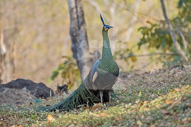 Beautiful male Green Peafowl, Pavo muticus, in Thailand. stock-image by Agami/Pete Morris,