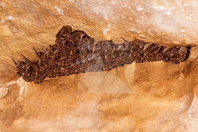 Langvleugelvleermuis, Schreiber\'s Bat, Miniopterus schreibersii stock-image by Agami/Theo Douma,