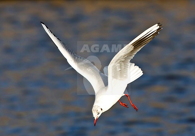 Kokmeeuw adult winterkleed duikend naar voedsel; Black-headed Gull adult winter-plumage diving for food stock-image by Agami/Marc Guyt,