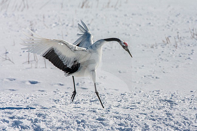 Dancing edangered Red-crowned Crane (Grus japonensis) in the snow on Hokkaido in Japan during a cold winter. stock-image by Agami/Marc Guyt,