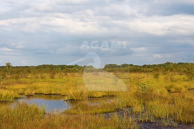 Haaksbergerveen, Netherlands stock-image by Agami/Marc Guyt,