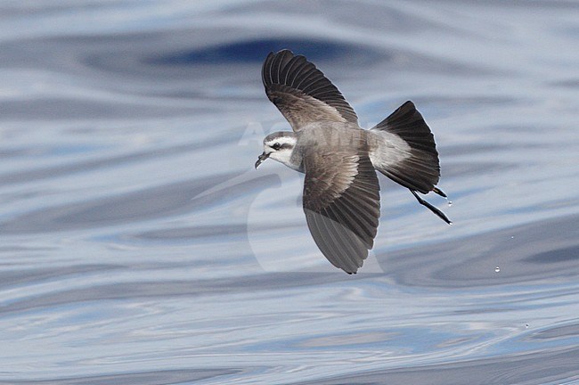Bont Stromvogeltje in vlucht, White-faced Storm-Petrel in flight stock-image by Agami/Mike Danzenbaker,