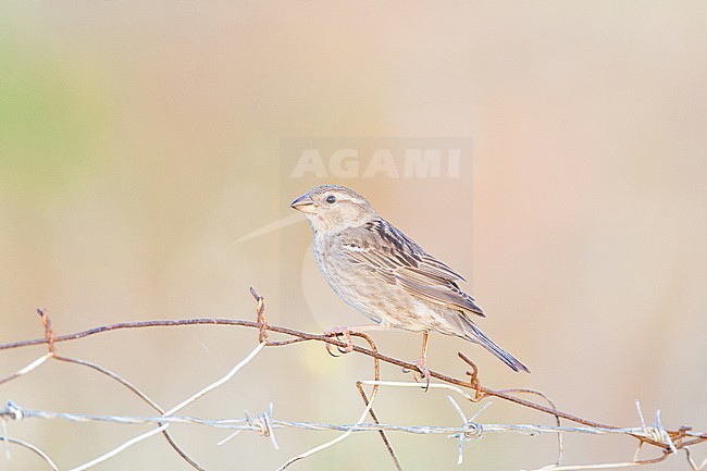 Female Spanish Sparrow (Passer hispaniolensis) on the island of Lesvos (Greece). Perched on a fench. stock-image by Agami/Marc Guyt,