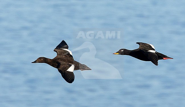 Pair of Velvet Scoters, Melanitta fusca, in flight. stock-image by Agami/Tomi Muukkonen,