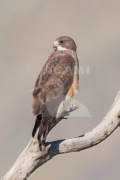 Adult (intermediate morph)
San Diego Co., CA
April 2023 stock-image by Agami/Brian E Small,