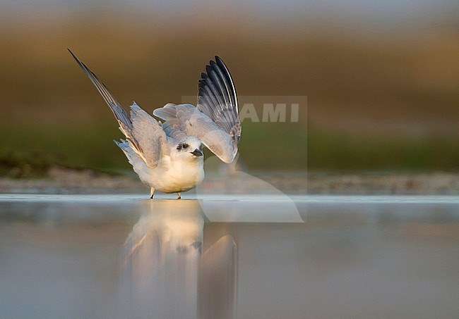 Gull-billed Tern - Lachseeschwalbe - Gelochelidon nilotica, Oman, adult, winter plumage stock-image by Agami/Ralph Martin,