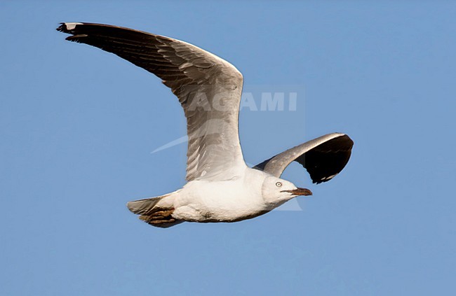 Grijskopmeeuw, Grey-headed Gull, Larus cirrocephalus stock-image by Agami/Marc Guyt,