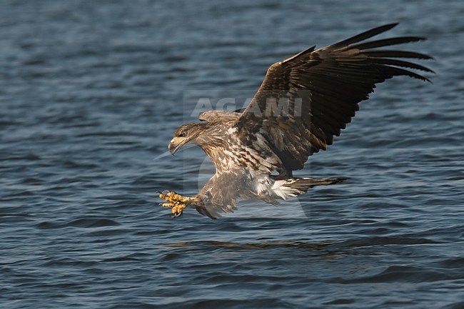 Zeearend; White-tailed Eagle stock-image by Agami/Han Bouwmeester,