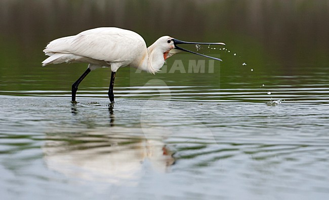 Lepelaar; Eurasian Spoonbill; Platalea leucorodia stock-image by Agami/Martijn Verdoes,