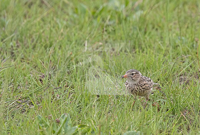 Botha's lark (Spizocorys fringillaris) in South Africa. stock-image by Agami/Pete Morris,