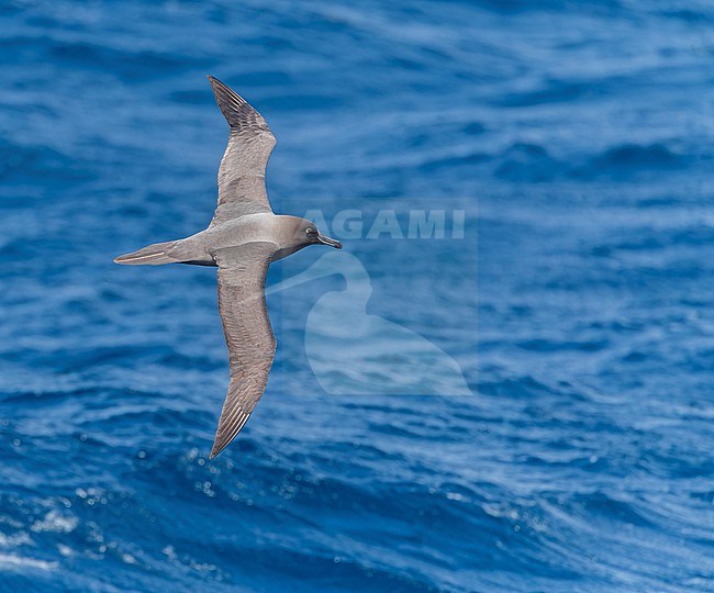 Light-mantled Albatross, Phoebetria palpebrata, flying over the Pacific Ocean between Aucklands islands and Antipodes islands, New Zealand. stock-image by Agami/Marc Guyt,