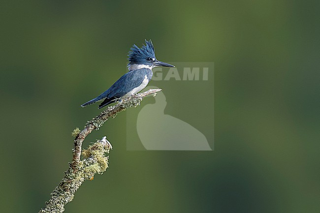Belted Kingfisher (Megaceryle alcyon) perched on a branch in Furnas, Sao Miguel, Azores, Portugal. stock-image by Agami/Vincent Legrand,