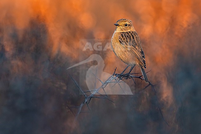 European Stonechat (Saxicola rubicola) in Italy. stock-image by Agami/Daniele Occhiato,