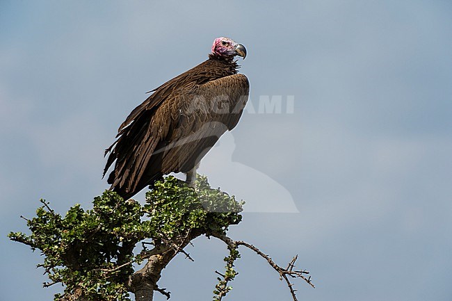 A lappet-faced vulture, Torgos tracheliotus. stock-image by Agami/Sergio Pitamitz,