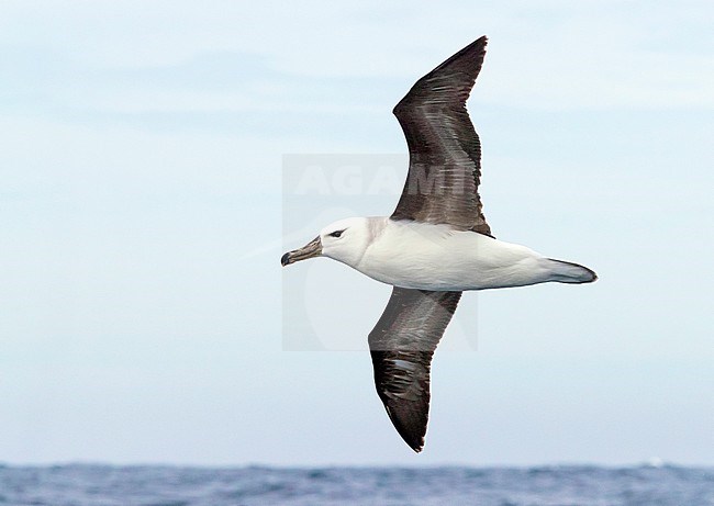 Black-browed Albatross (Talassarche melanophris), juvenile in flight, Western Cape, South Africa stock-image by Agami/Saverio Gatto,