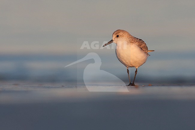 Sanderling - Sanderling - Calidris alba, Germany, adult, nonbreeding plumage stock-image by Agami/Ralph Martin,