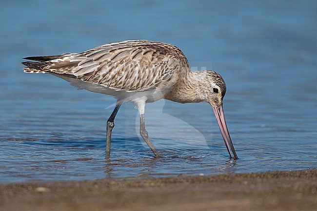 Bar-tailed Godwit (Limosa lapponica), standing in the water, Liwa, Al Batinah, Oman stock-image by Agami/Saverio Gatto,