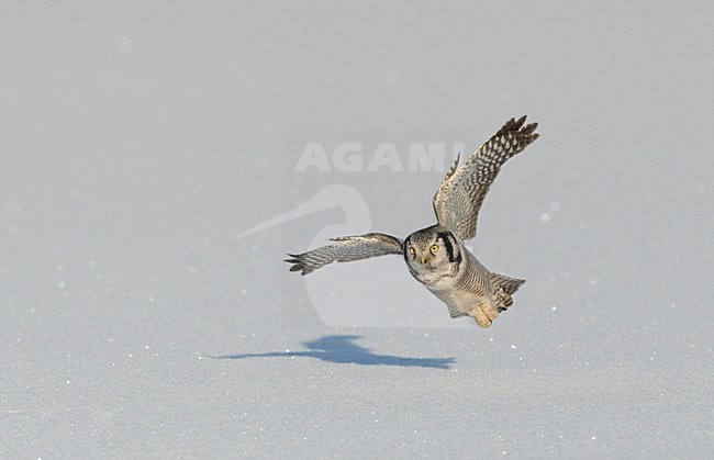 Jagende Sperweruil in de sneeuw; Northern Hawk Owl hunting in snow stock-image by Agami/Markus Varesvuo,