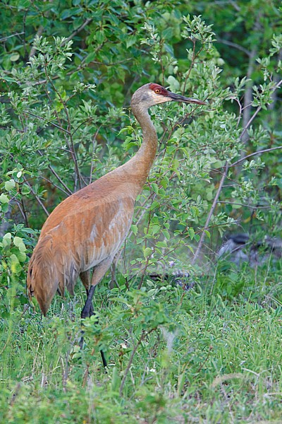 Sandhill Crane (Grus canadensis) at the edge of the forest in Manitoba, Canada. stock-image by Agami/Glenn Bartley,