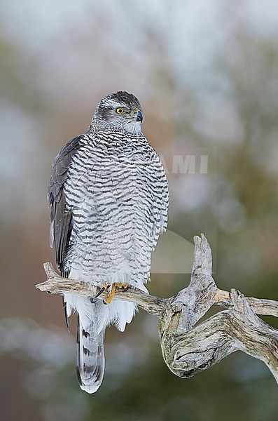 Eurasian Goshawk (Accipiter gentilis) in a snow covered taiga forest in early spring in Finland stock-image by Agami/Markus Varesvuo,