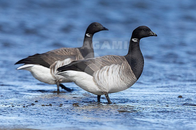 Brant Goose (Branta bernicla hrota), two adults standing in the water, Capital Region, Iceland stock-image by Agami/Saverio Gatto,