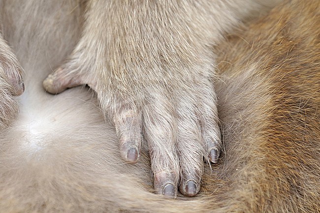 Japanese macaque or Snow Monkey (Macaca fuscata) in the snow stock-image by Agami/Pete Morris,