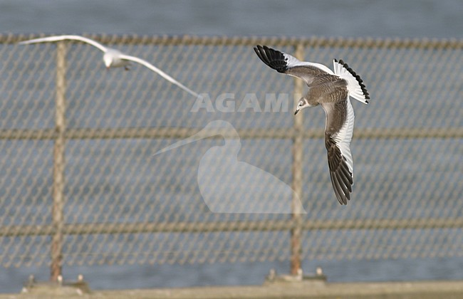 Juveniele Vorkstaartmeeuw in de vlucht; Juvenile Sabines Gull in flight stock-image by Agami/Reint Jakob Schut,