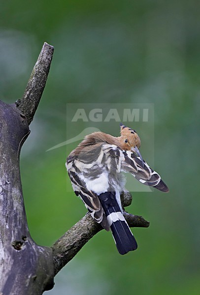 Hop poetsend; Eurasian Hoopoe washing stock-image by Agami/Markus Varesvuo,