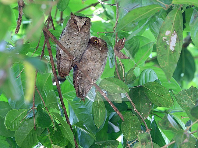 Pair of Andaman scops owls (Otus balli) resting during the day at their day roost on the Andaman islands off India. stock-image by Agami/James Eaton,