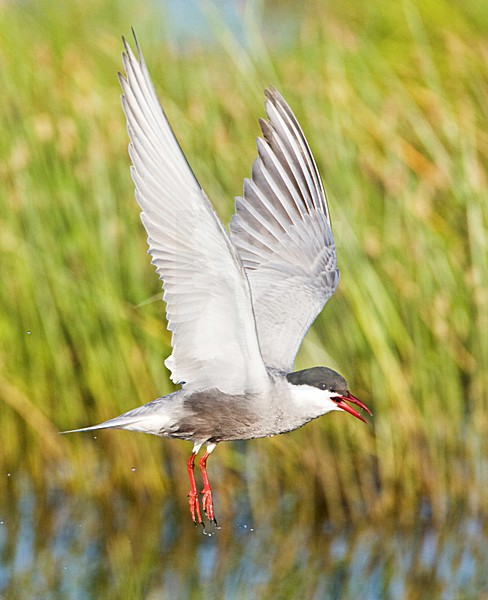 Witwangstern, Whiskered Tern, Chlidonias hybrida stock-image by Agami/Marc Guyt,