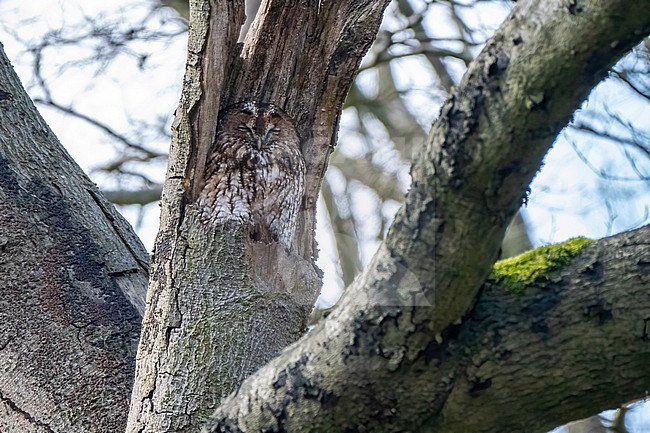 Tawny Owl, Strix aluco; hidden in a tree using it's camouflage. stock-image by Agami/Hans Germeraad,