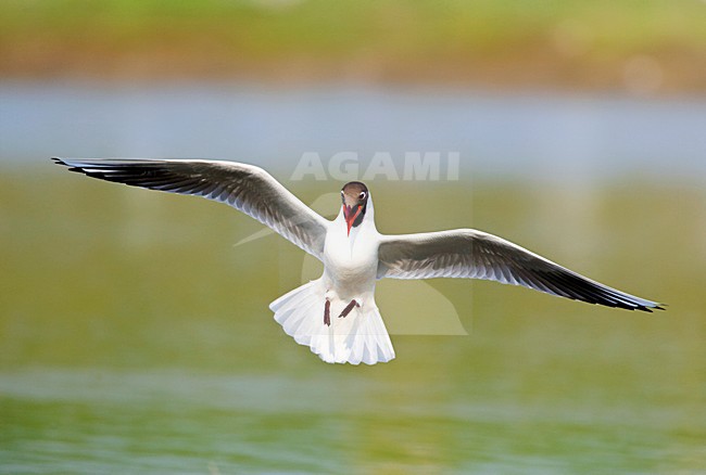 Zomerkleed Kokmeeuw in de vlucht; Summer plumage  Black-headed Gull in flight stock-image by Agami/Marc Guyt,