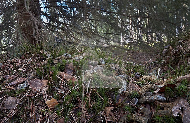 Vrouwtje Auerhoen op nest, Female Western Capercaillie on nest stock-image by Agami/Markus Varesvuo,