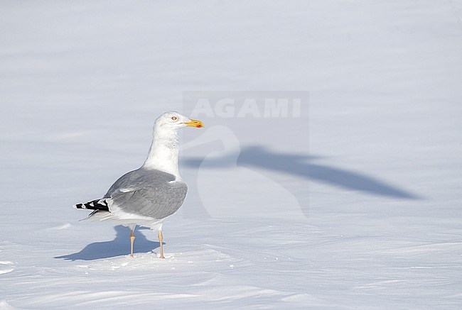 Adult European Herring Gull (Larus argentatus) in Katwijk, Netherlands. Standing on the snow. stock-image by Agami/Marc Guyt,