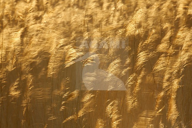 Reed bed (Phragmites australis) with backlight in the Netherlands. stock-image by Agami/Chris van Rijswijk,