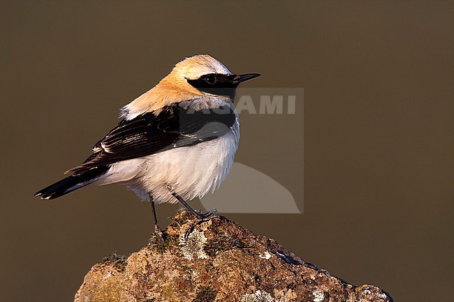 Zomerkleed man Westelijke Blonde Tapuit; Male Western Black-eared Wheatear (Oenanthe hispanica) perched on a rock stock-image by Agami/Oscar Díez,