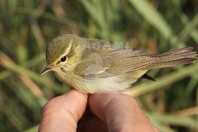 Groene Fitis, Green Warbler, Phylloscopus nitidus stock-image by Agami/Yoav Perlman,