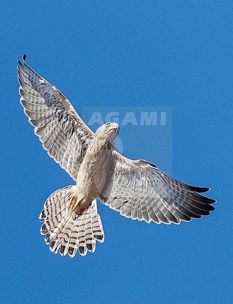 Immature Lesser Kestrel (Falco naumanni) in flight over a breeding colony in Spain. stock-image by Agami/Marc Guyt,