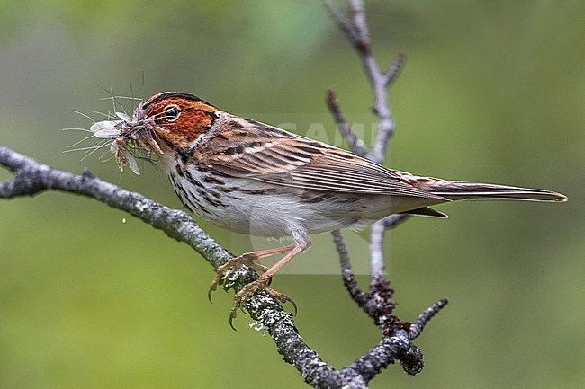 Dwerggors; Little Bunting stock-image by Agami/Daniele Occhiato,