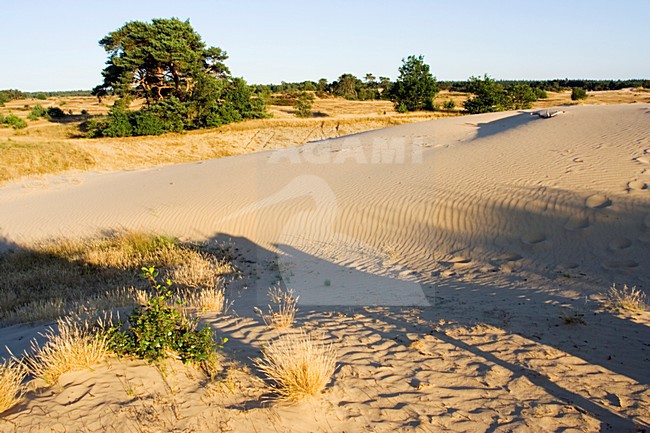 Kootwijkerzand, Kootwijk, Veluwe, Netherlands stock-image by Agami/Marc Guyt,