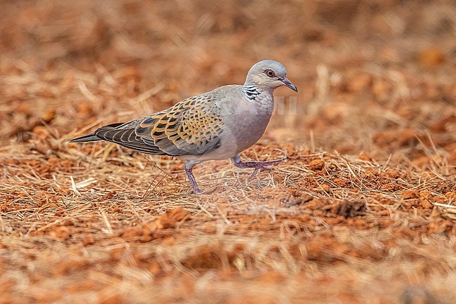 Adult Persian Turtle-Dove (Streptopelia turtur arenicola) on the ground in Santa Eulària des Riu, Ibiza, Spain. stock-image by Agami/Vincent Legrand,