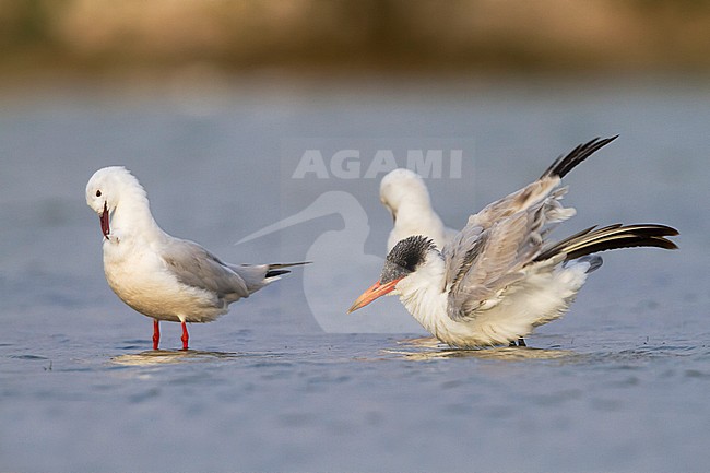 Caspian Tern - Raubseeschwalbe - Hydroprogne caspia, Oman, 2nd cy stock-image by Agami/Ralph Martin,