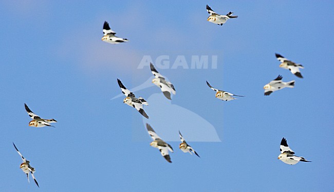 Groep Sneeuwgorzen in de vlucht; Group of Snow Buntings in flight stock-image by Agami/Markus Varesvuo,