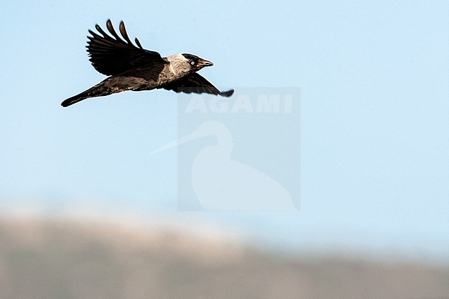 Western Jackdaw (Corvus monedula) in flight against blue sky on Lesvos, Greece. stock-image by Agami/Marc Guyt,