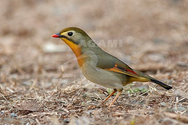 Red-billed Leiothrix (Leiothrix lutea) stock-image by Agami/Marc Guyt,